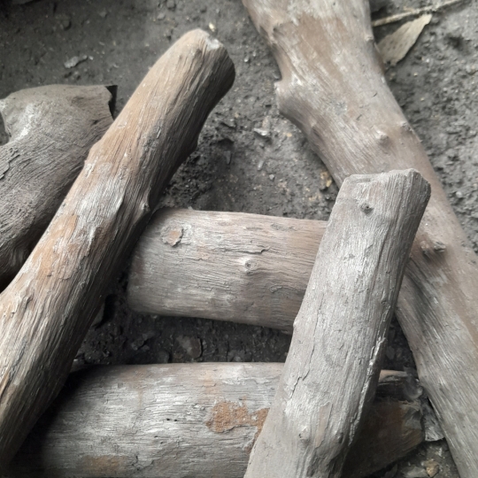 THAN CỦI ĐƯỚC CA  MAU