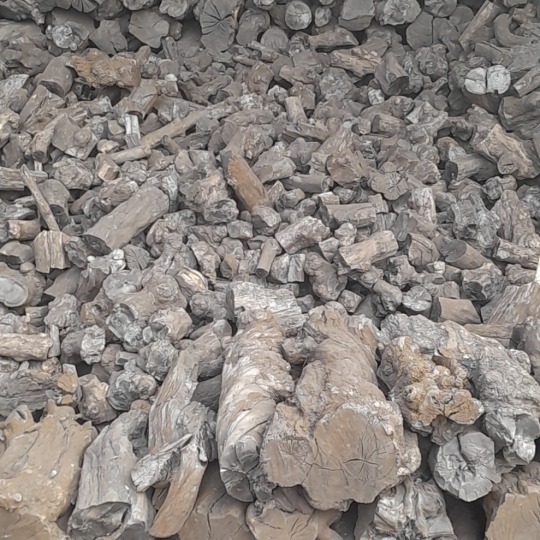 THAN CỦI ĐƯỚC CA  MAU